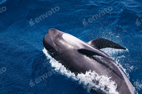 Preview: pilot whale swimming across the blue sea