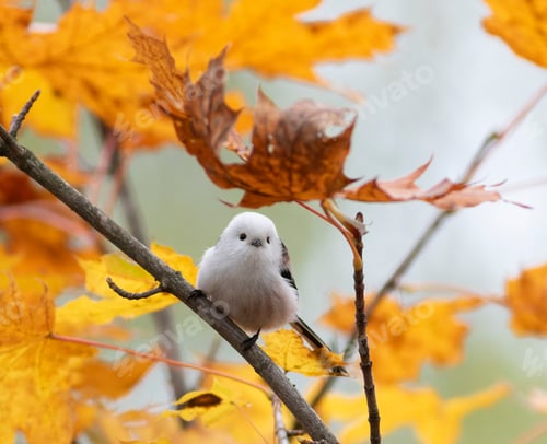 Preview: Long-tailed tit, Aegithalos caudatus. A bird sits on a branch, yellow leaves in the background
