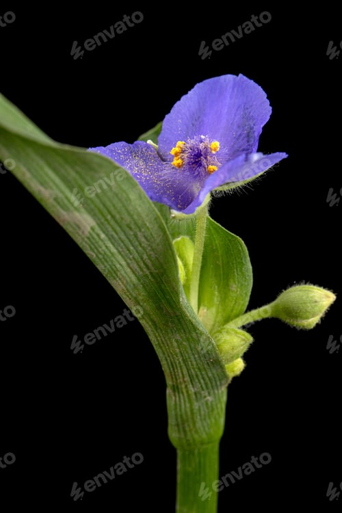 Preview: Violet flower of tradescantia, isolated on black background