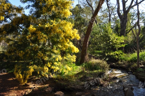 Preview: Creek and wattle tree flowering in the spring