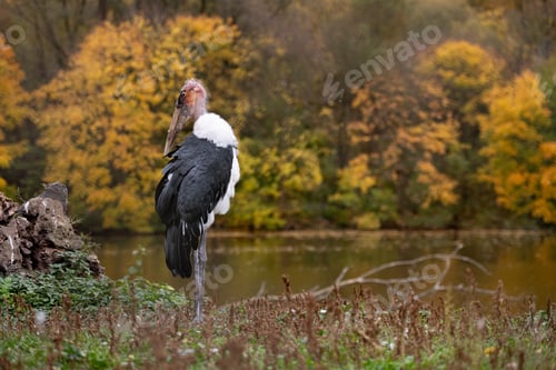 Preview: Marabou Stork In Autumn