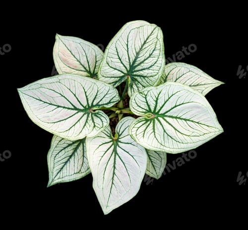 Preview: Beautiful colorful caladium on Black background isolate with clipping path. Queen