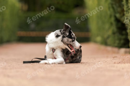 Preview: Active Border Collie dog breed in the park.
