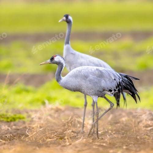 Preview: Common crane group feeding in agricultural field