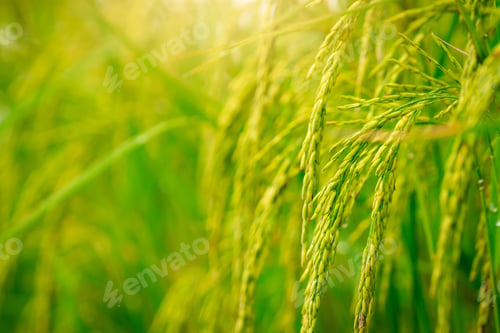 Preview: Selective focus on ear of rice. Green paddy field. Rice plantation. Organic rice farm in Asia. Rice