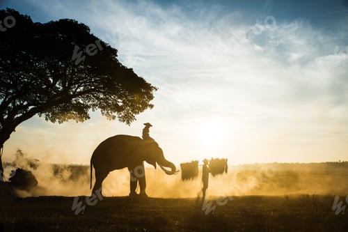 Preview: Elephants at sunrise in Thailand