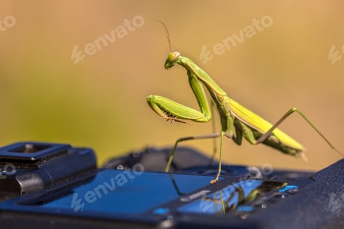 Preview: Praying Mantis on camera