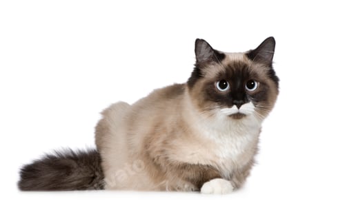 Preview: Birman (1 years)