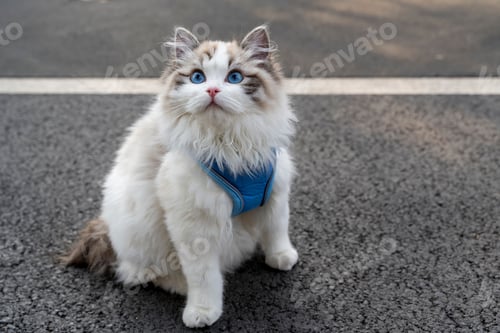 Preview: Portrait of a beautiful ragdoll cat with blue eyes outdoors with a blurry background
