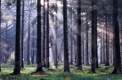 Preview: sunbeams in foggy coniferous forest