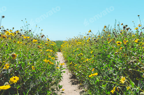 Preview: A trail hiking path through brightly yellow flowers on a sunny summer day, natural background
