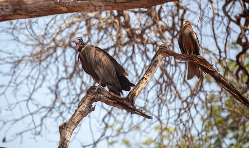 Preview: Wild birds, Hooded vulture and yellow-billed kite on a tree in an African national park