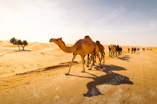 Preview: Herd of camels walking on rural road against sand dunes in Abu Dhabi desert