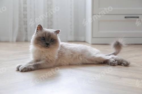 Preview: Beautiful fluffy cat lying on warm floor in room. Heating system