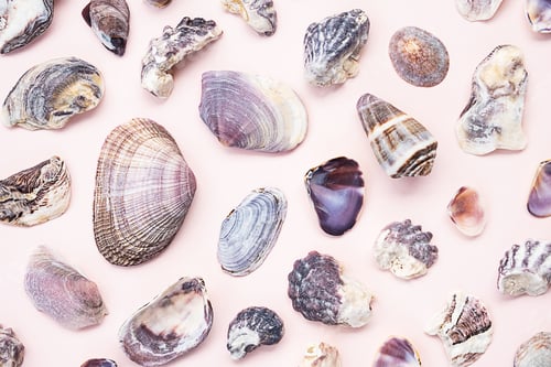 Preview: Seashells flat lay. Summery maritime collection.
