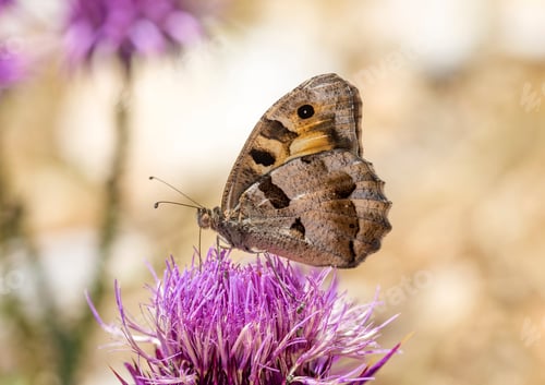 Preview: Beatiful butterfly on the plant in nature.