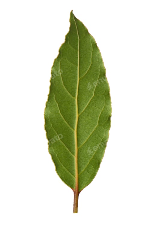 Preview: Laurel leaf isolated