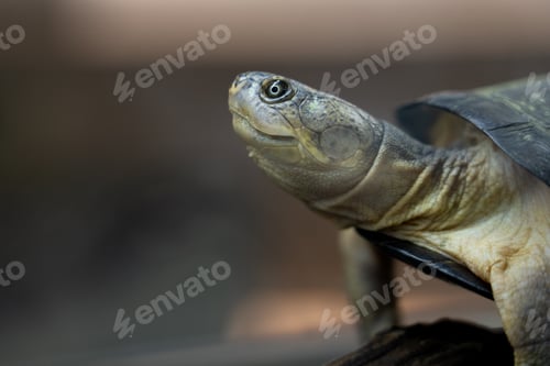 Preview: Close-up of the West African mud turtle (scientific name: Pelusios Castaneus)
