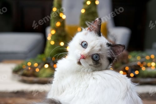 Preview: Rag doll kitty with blue eyes looking at the camera , bokeh Christmas lights on the background