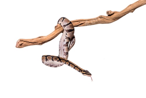 Preview: Python regius snaking along a branch, against white background