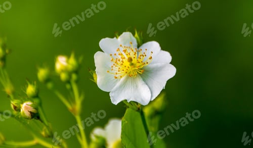 Preview: White and yellow flower against a green background outdoors