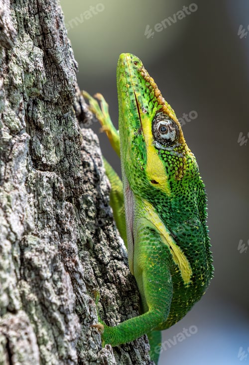 Preview: Closeup of a green lizard atop a tree bark in its natural habitat