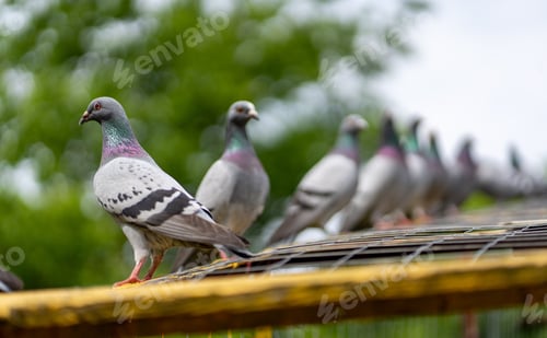 Preview: Closeup shot of two Feral pigeons with blurred background of trees