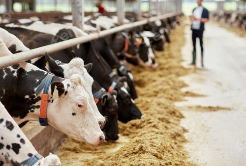 Preview: herd of cows eating hay in cowshed on dairy farm