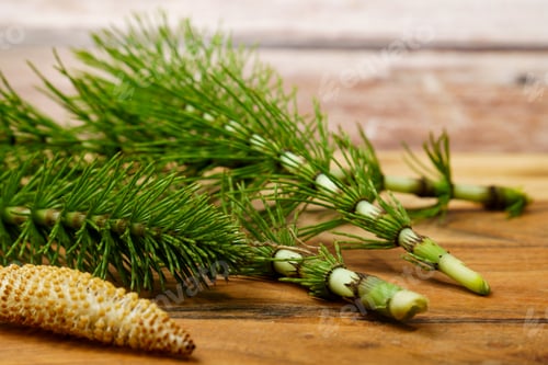 Preview: medicinal plant horsetail or Equisetum arvense, at various stages of growth