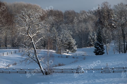 Preview: Snow-covered trees and wooden fence, blue sky, winter contrasts