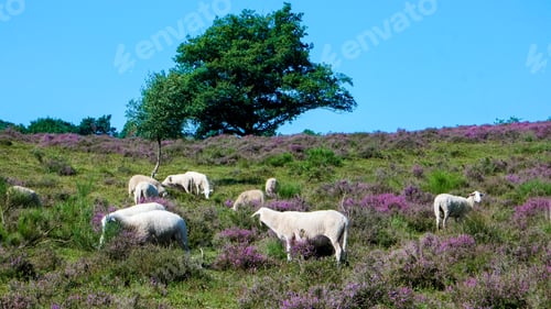 Preview: Sheeps grazing at the Posbank National park Veluwe, purple pink heather in bloom, blooming heater