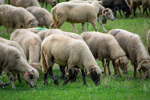 Preview: Large group of sheep grazing on a lush green field