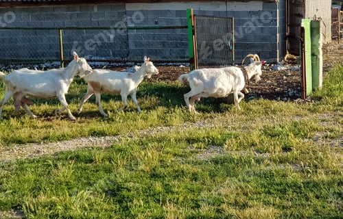 Preview: Goats on their way back from the pasture to the barn
