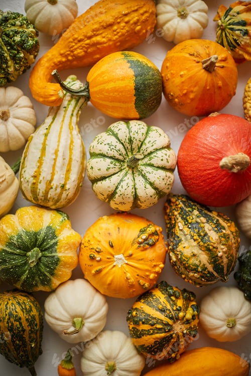 Preview: Colorful various kinds mini pumpkins on white background, top view, flat lay. Fall background