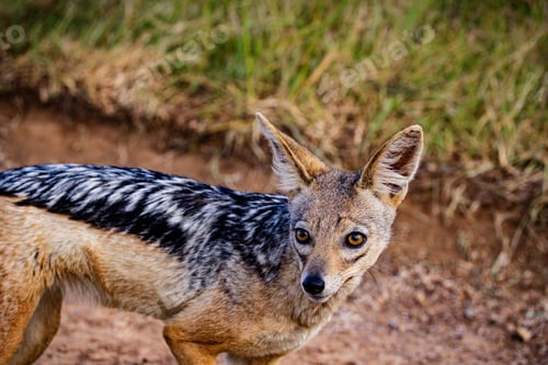 Preview: African Jackal Wild Wildlife Animals Nairobi National Park Kenya Landscapes