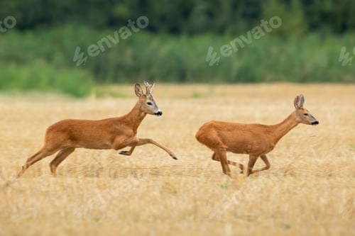 Preview: Roe deer buck chasing doe on a stubble field in summer rutting season