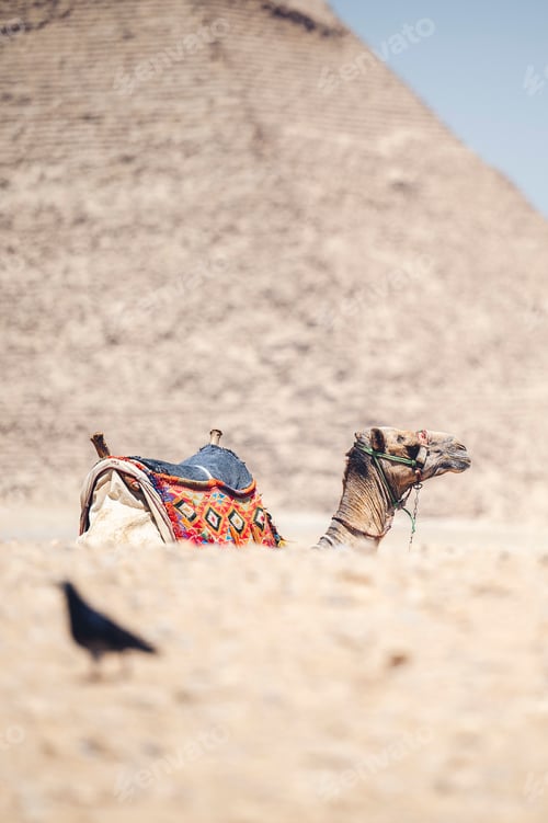 Preview: Beautiful shot of a camel in front of the Pyramids of Giza, Al Jizah, Egypt