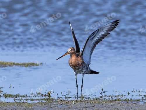 Preview: Black-tailed godwit (Limosa limosa)