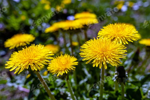 Bright Yellow Dandelions Blooming in a Green Field
