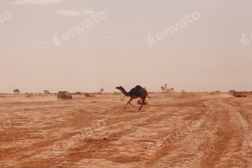 Preview: Camel running and cars rally safari in the desert. Excursion on camel concept