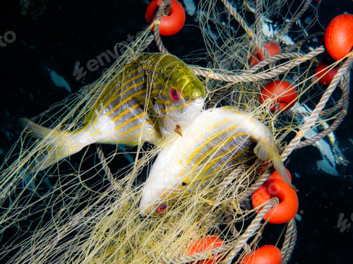Preview: Hallucinogenic dream fish entangled in fishing nets