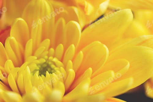 Preview: Yellow chrysanthemum flower with airy and delicate petals. The picture was taken with a macro lens