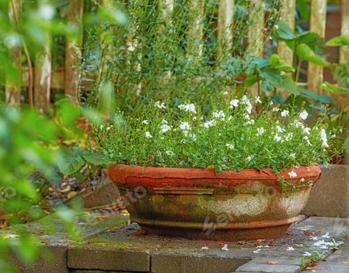 Preview: My garden