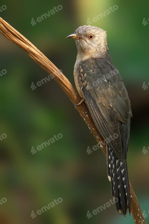 Preview: Vertical closeup shot of a Plaintive Cuckoo bird perched on a branch
