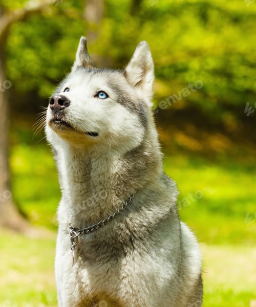 Preview: dog, siberian husky, pets, dogs, wilderness