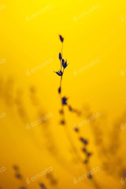 Preview: Shallow focus of a single wild plant silhouette in yellow light