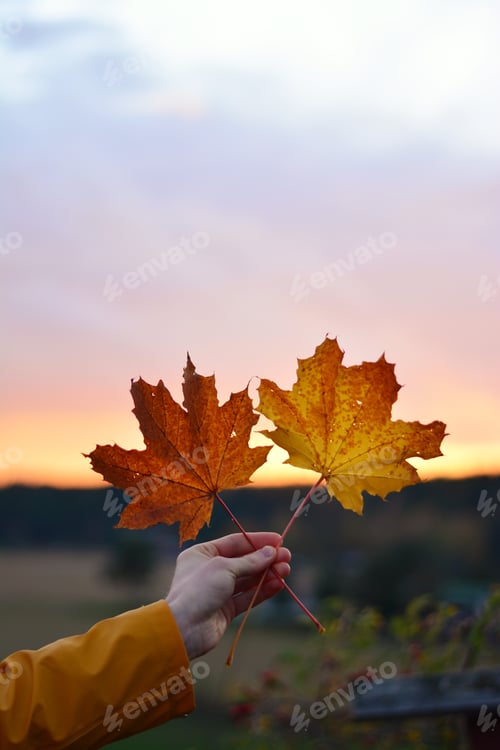 Preview: Two leaves in sunset