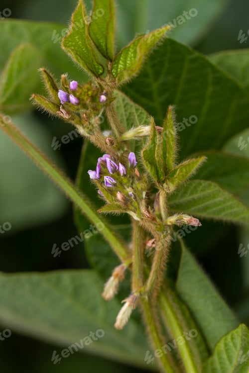 Preview: Young soybean plants with flowers on soybean cultivated field