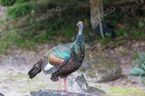 Preview: Turkey in Guatemala