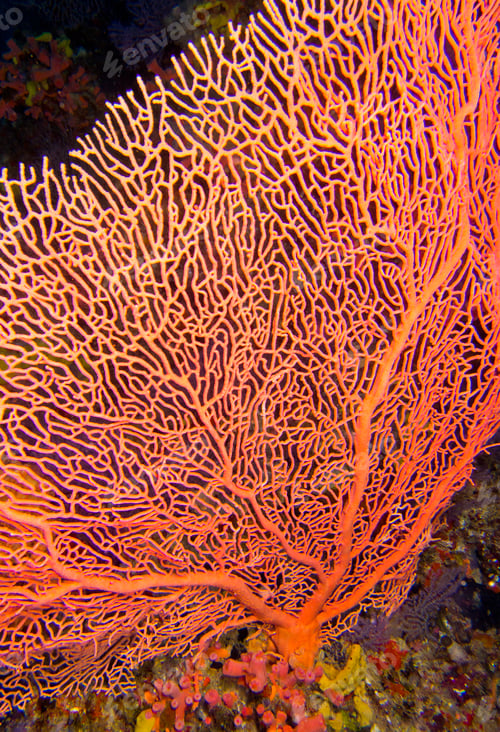 Preview: Gorgonian, Maldives